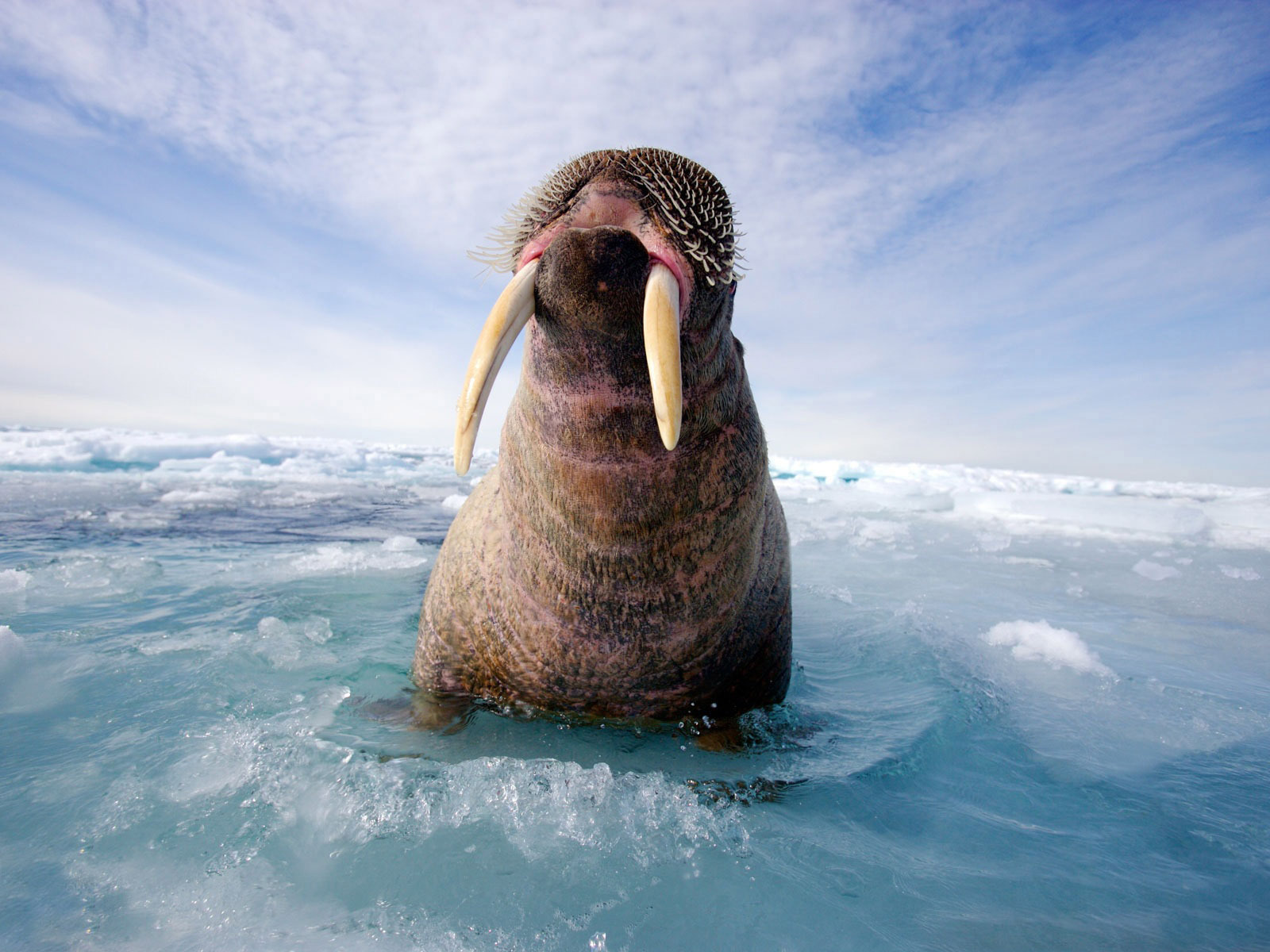 Walrus Wallpaper And Background Image - National Geographic Ice Animals , HD Wallpaper & Backgrounds