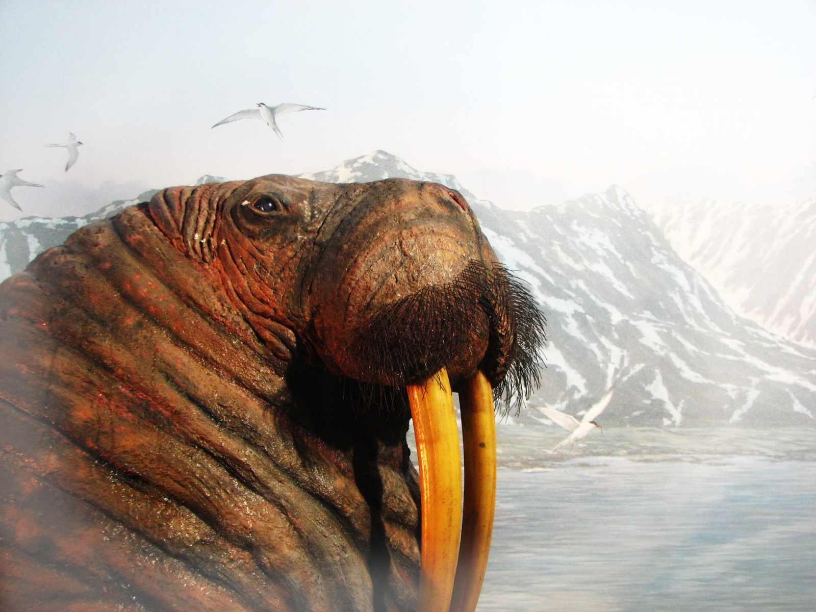 Walrus , HD Wallpaper & Backgrounds