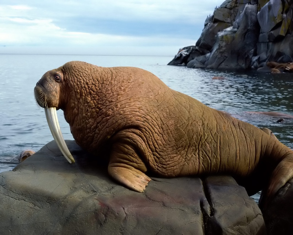 Walrus - Walrus The Animal , HD Wallpaper & Backgrounds