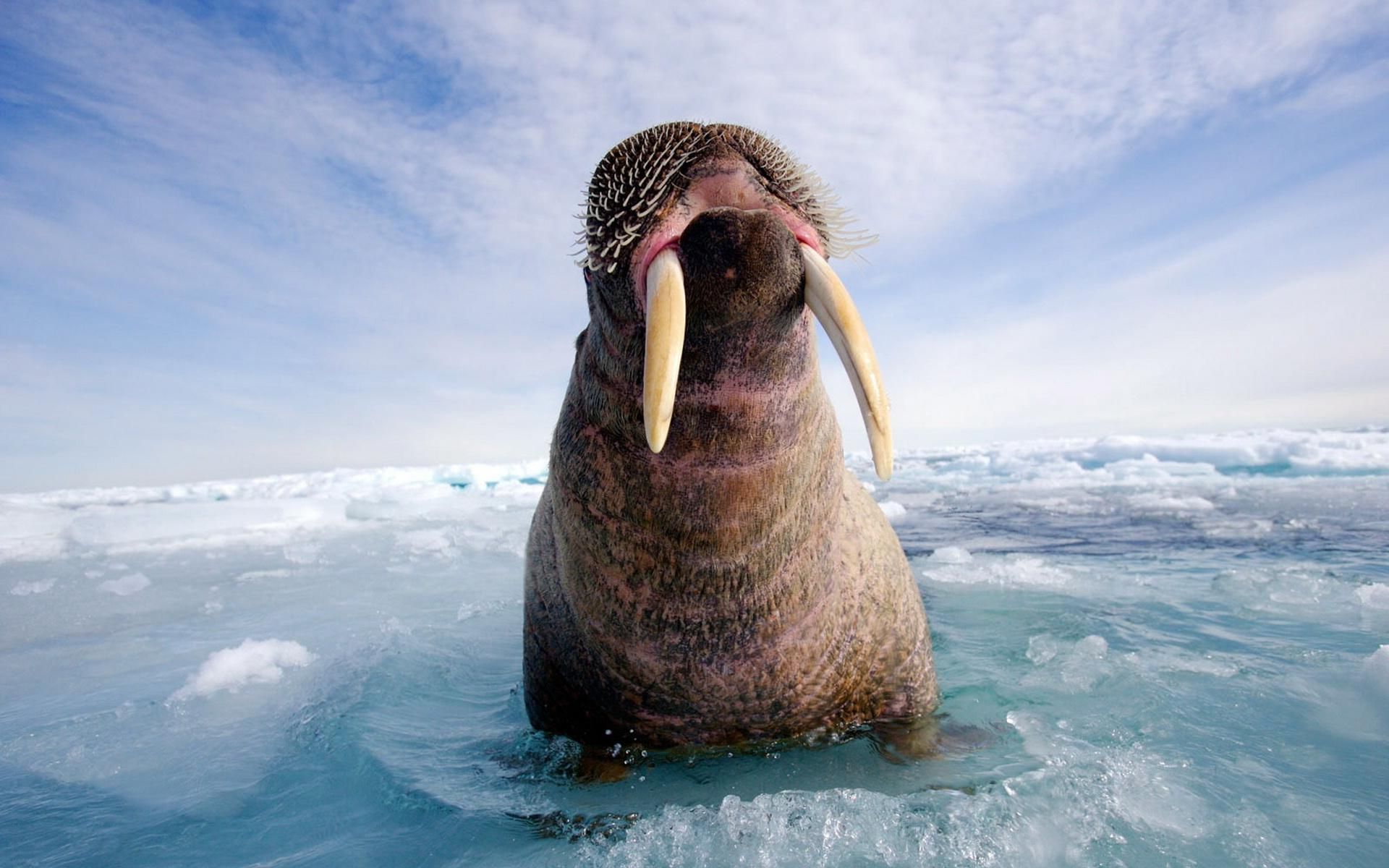 Walrus Wallpaper Hd - Walrus Desktop , HD Wallpaper & Backgrounds