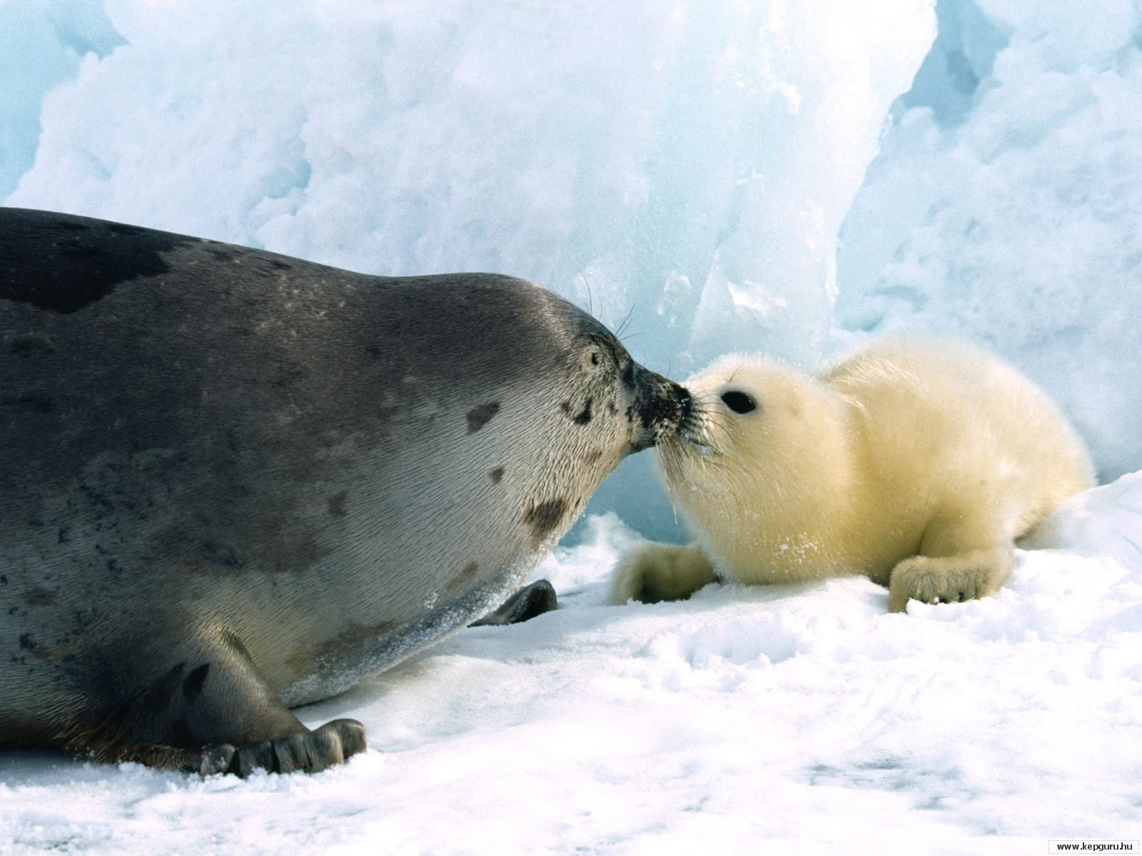Wallrus Couple Animal Hd Wallpaper Walrus Couple Animal - Baby Seal With Mom , HD Wallpaper & Backgrounds