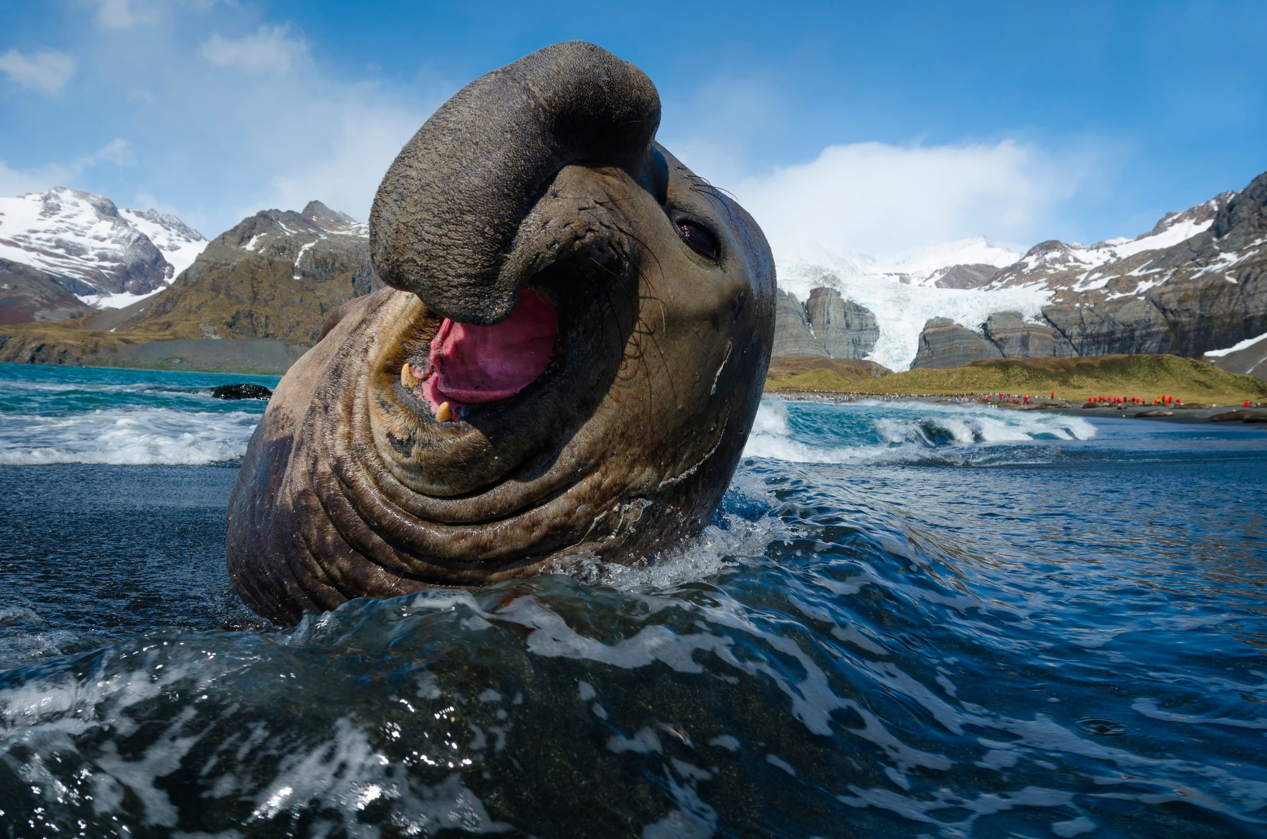 Black Walrus, Seal, Southern Elephant, Mir Pro-leon - Elephant Seal Antarctica , HD Wallpaper & Backgrounds