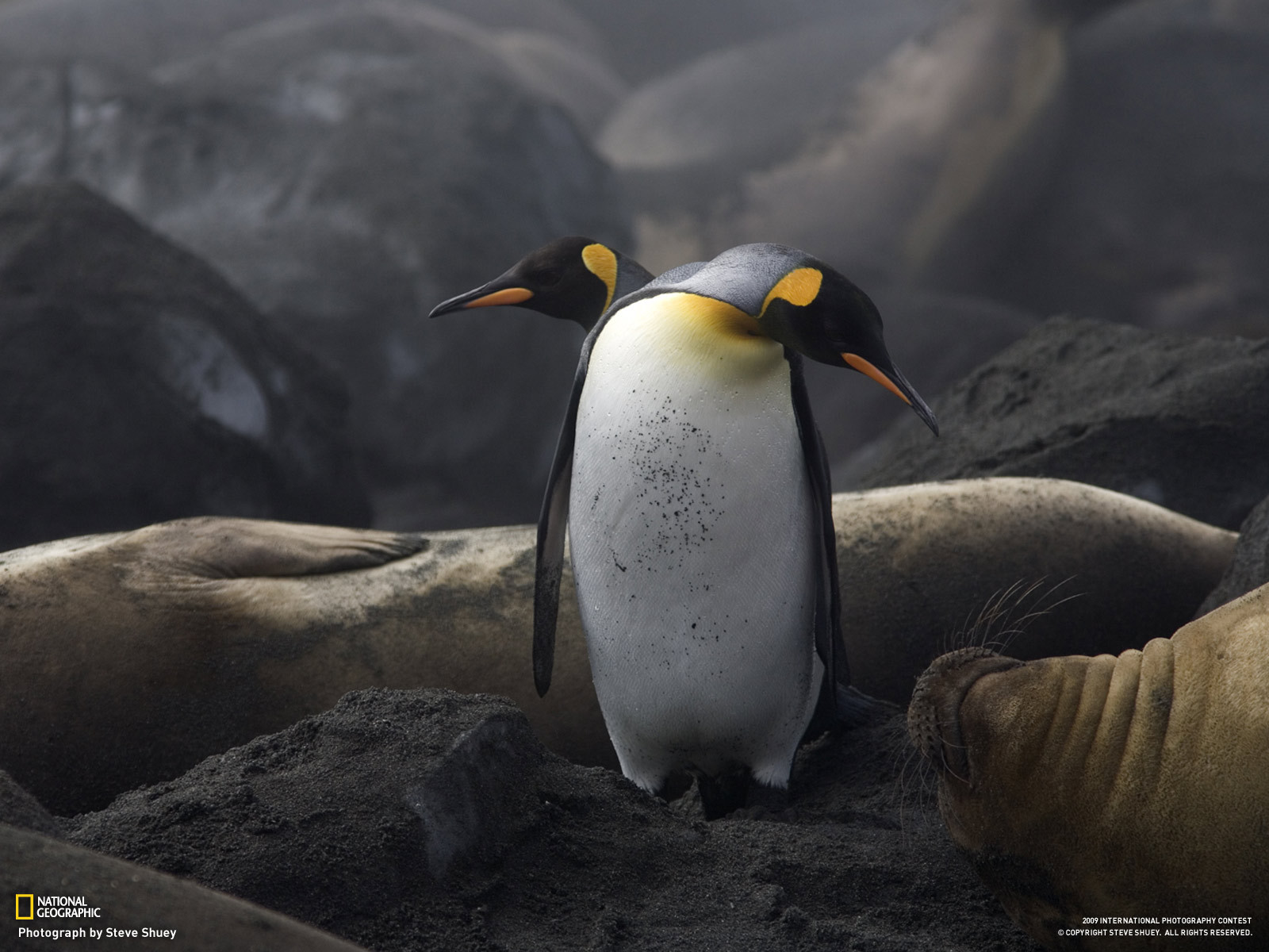 Two Penguins And Walrus Wallpapers And Images - National Geographic Penguins , HD Wallpaper & Backgrounds