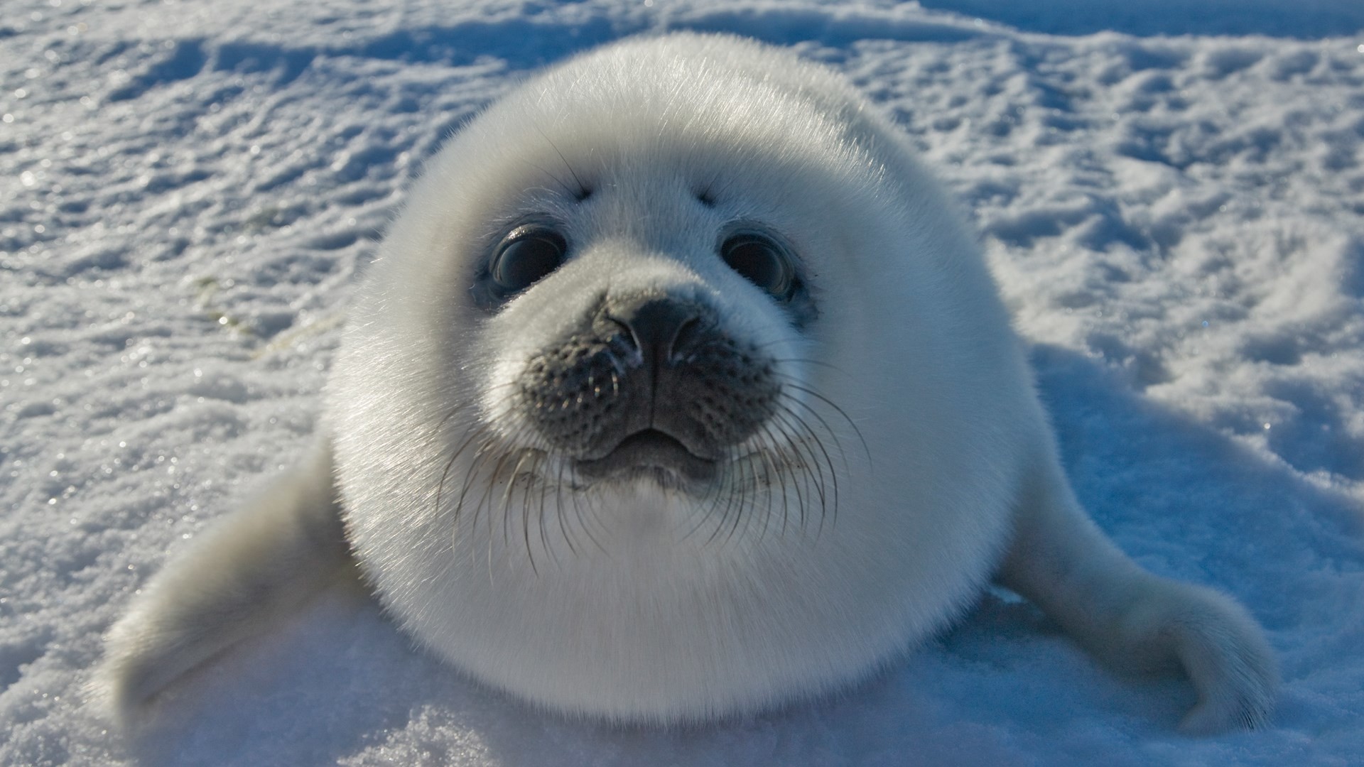 Baby Seal , HD Wallpaper & Backgrounds