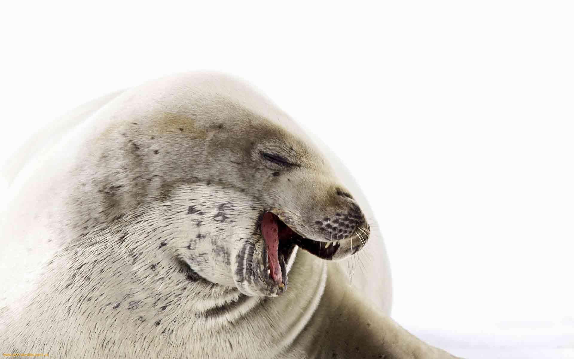 Walrus Laughs Images Background Wallpaper Wmwallpapers - Foca Alegre , HD Wallpaper & Backgrounds