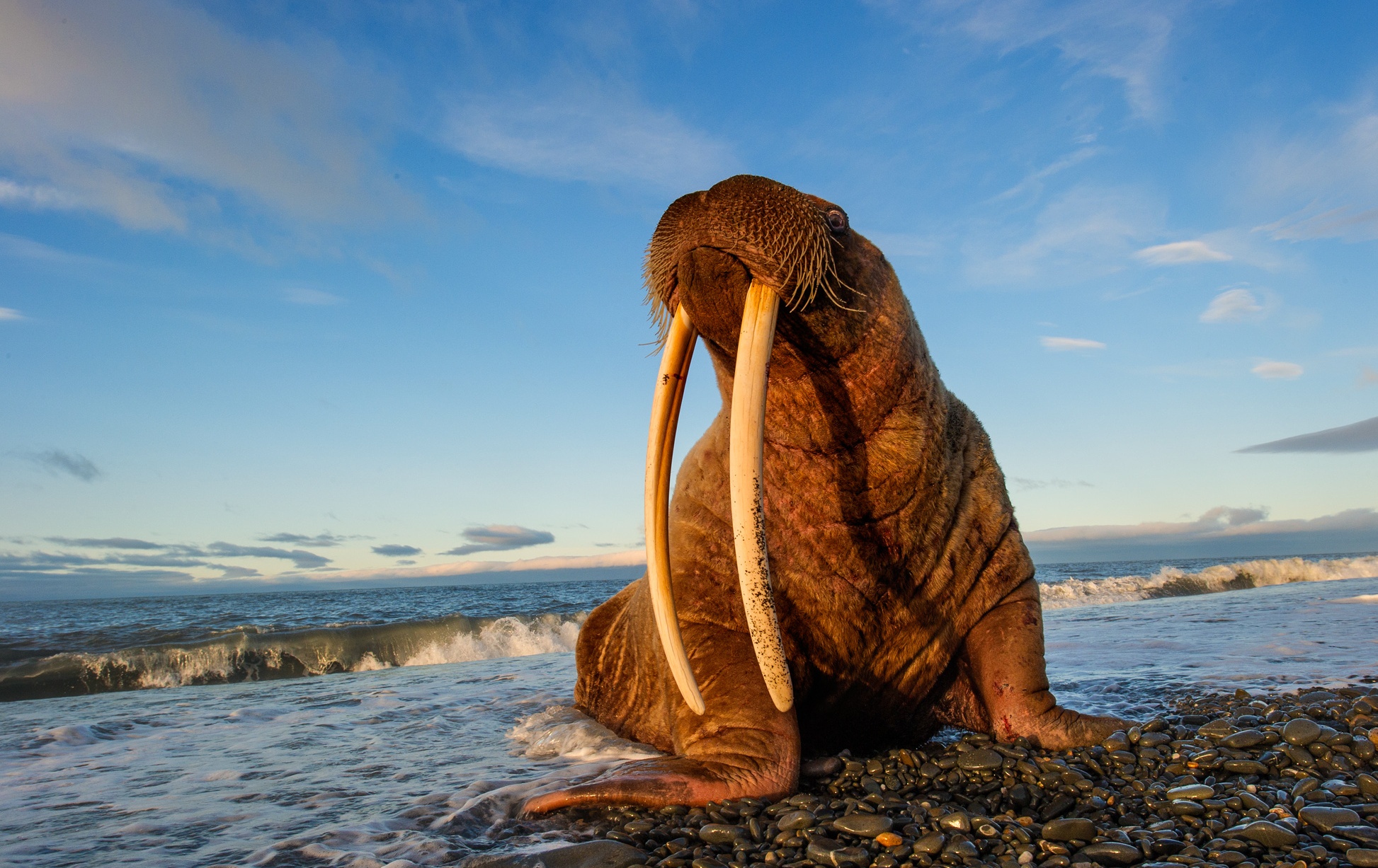 Click - National Geographic Walrus , HD Wallpaper & Backgrounds
