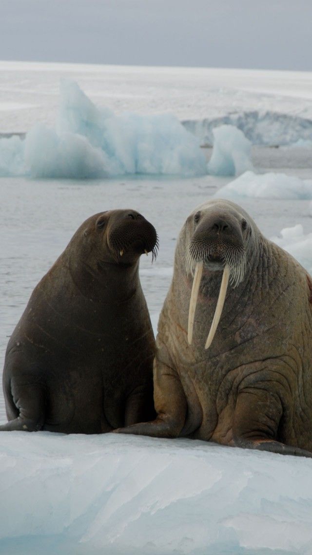 Three Walrus Iphone Wallpapers Backgrounds Jpg Funny - Morsy Zwierzęta , HD Wallpaper & Backgrounds
