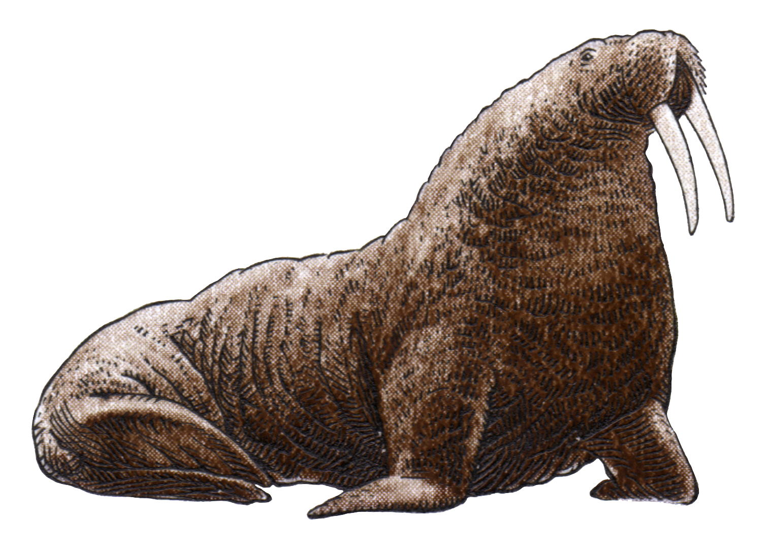 Walrus Png Image File - Arctic Walrus No Background , HD Wallpaper & Backgrounds