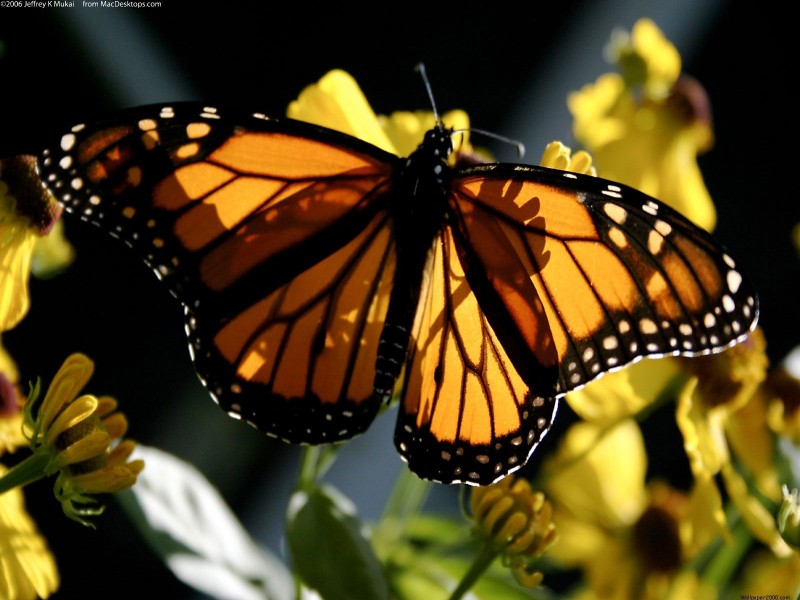Monarch Wallpaper - Monarch Butterfly , HD Wallpaper & Backgrounds