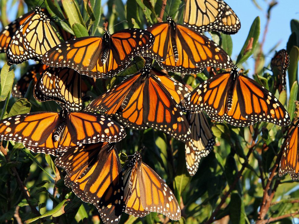 Monarch Butterfly Migration - Many Monarch Butterflies , HD Wallpaper & Backgrounds