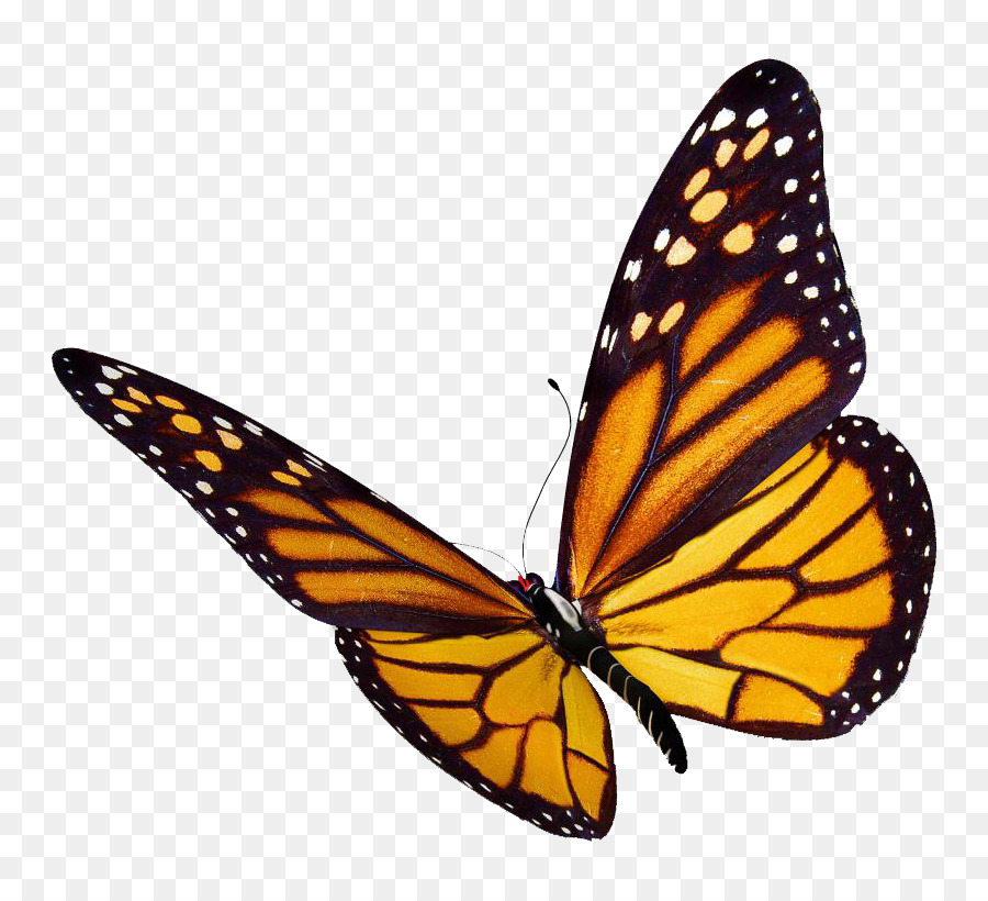 Butterfly, Monarch Butterfly, Desktop Wallpaper, Pollinator - Monarch Butterfly Transparent Background , HD Wallpaper & Backgrounds