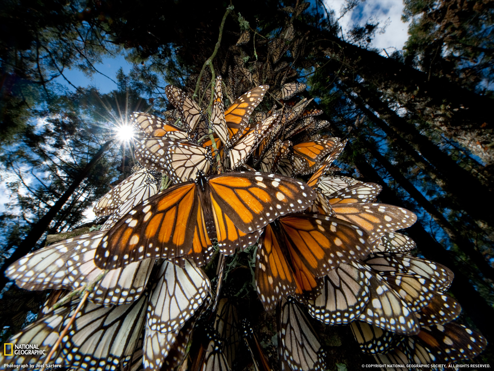Download - Monarch Butterfly In Mexico , HD Wallpaper & Backgrounds