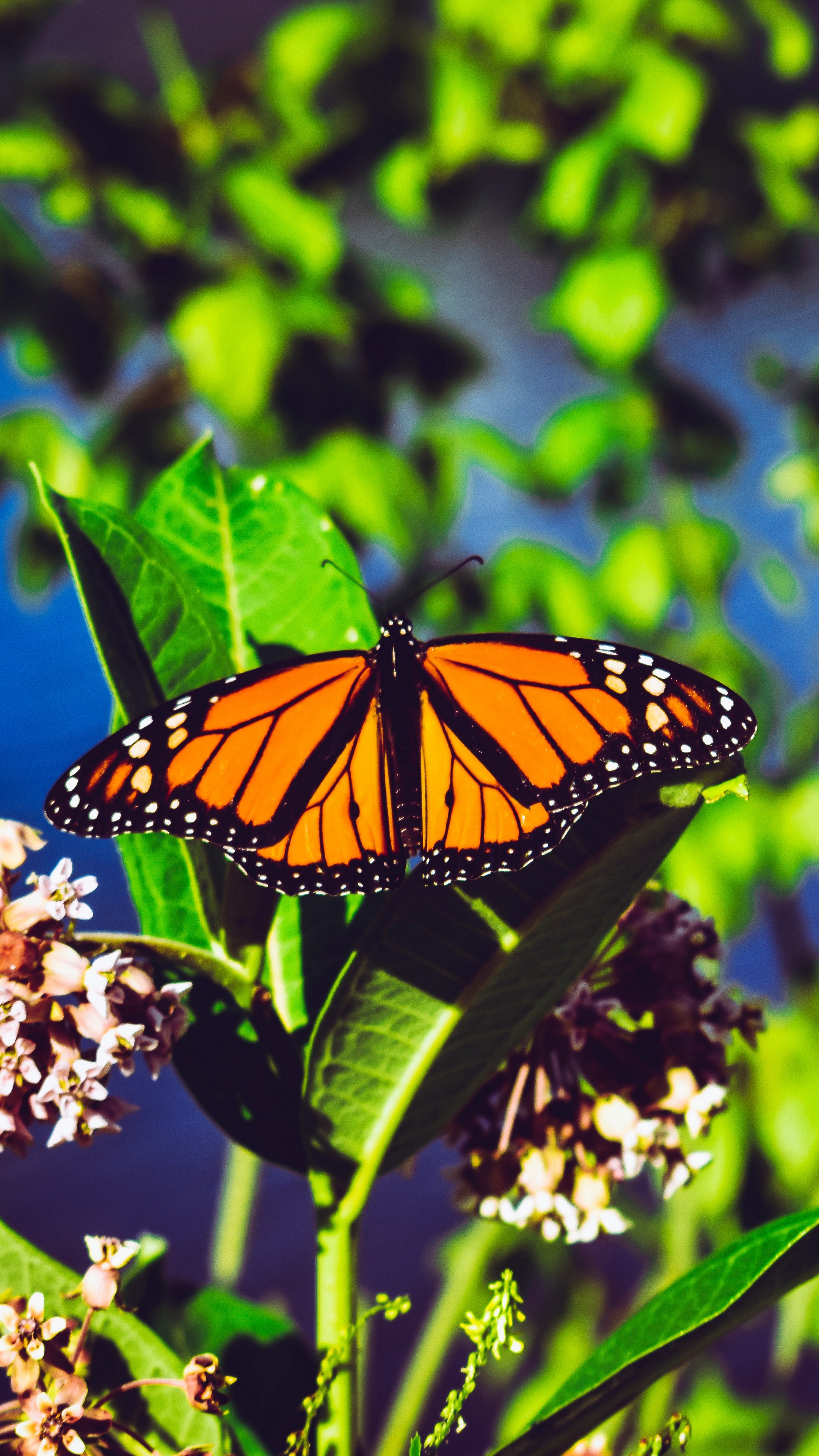 Wallpaper Monarch Butterfly, Butterfly, Bright, Patterns, - Angangueo , HD Wallpaper & Backgrounds