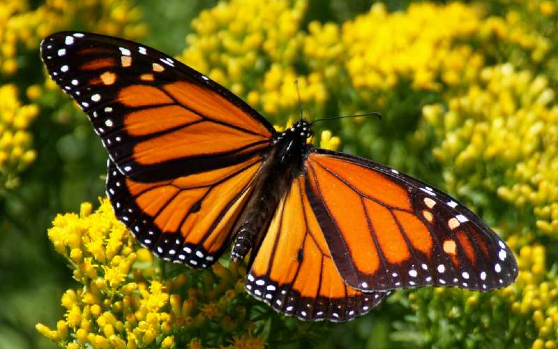 What Do Monarch Butterflies Look Like Wallpapers - Angangueo , HD Wallpaper & Backgrounds