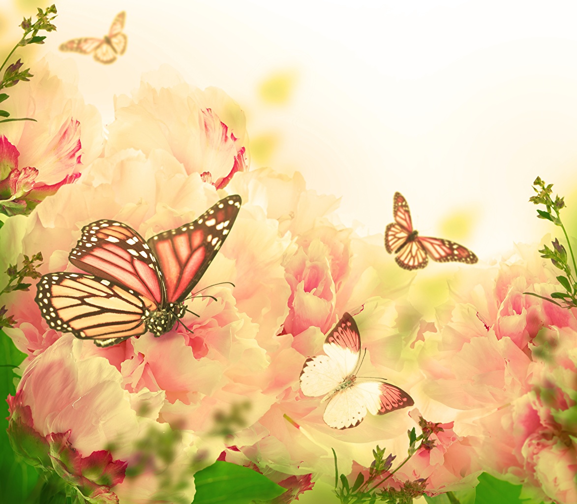 Pink Butterfly Wallpaper Laptop Hd , HD Wallpaper & Backgrounds