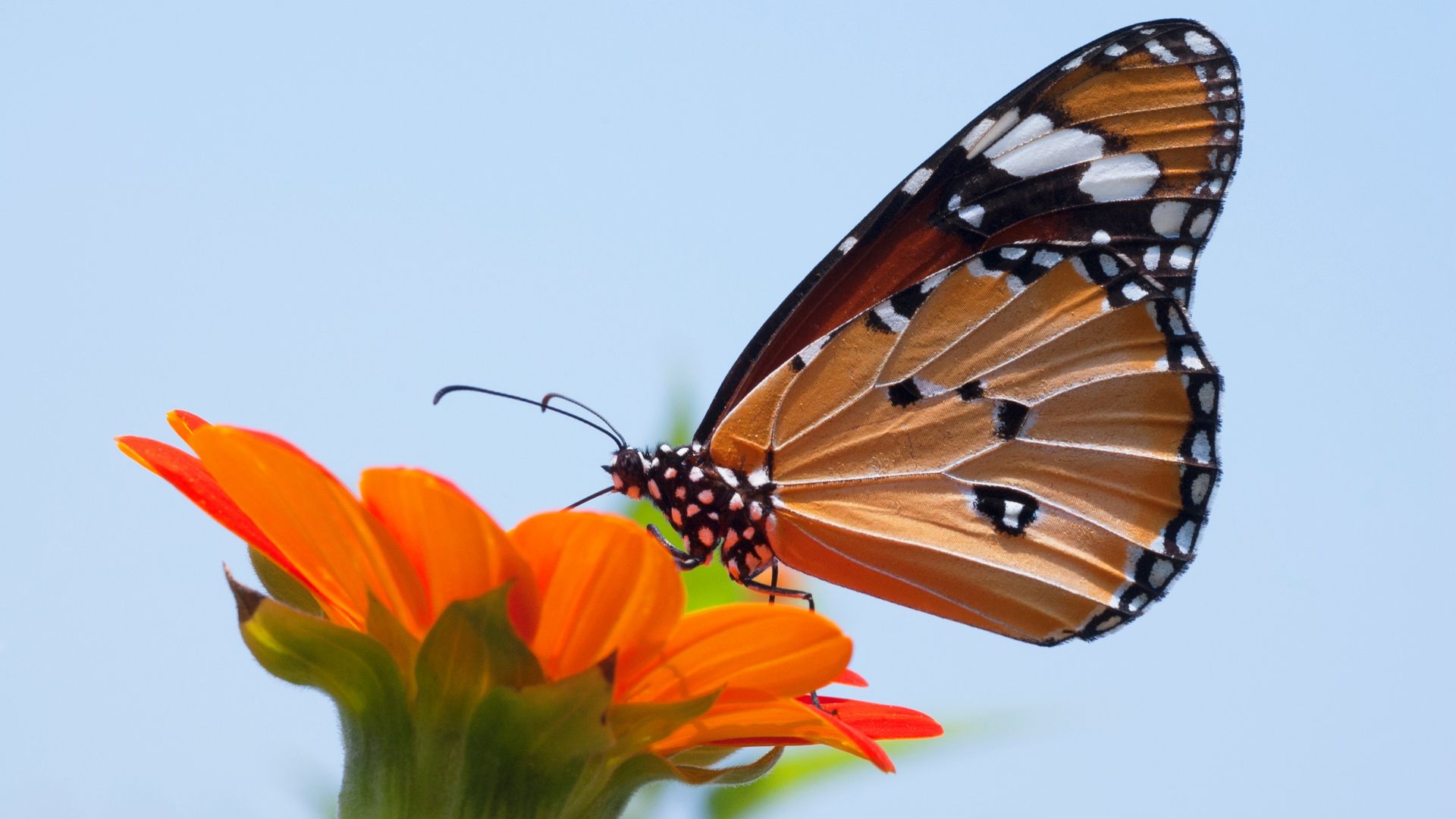 Monarch Butterfly On Top Of Flower - Butterfly And Flower , HD Wallpaper & Backgrounds