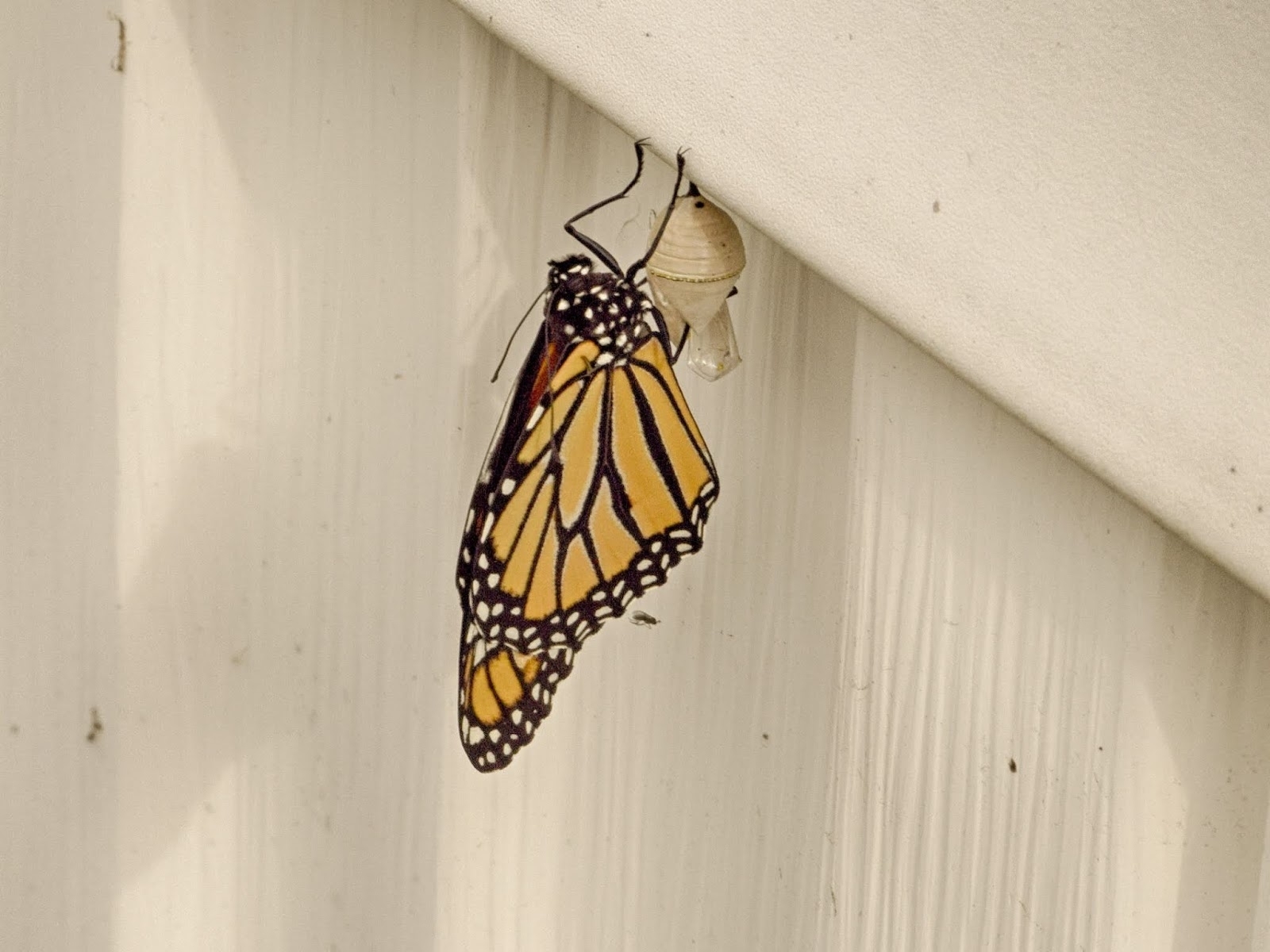 Best Monarch Solitude Wallpaper - Monarch Butterfly , HD Wallpaper & Backgrounds