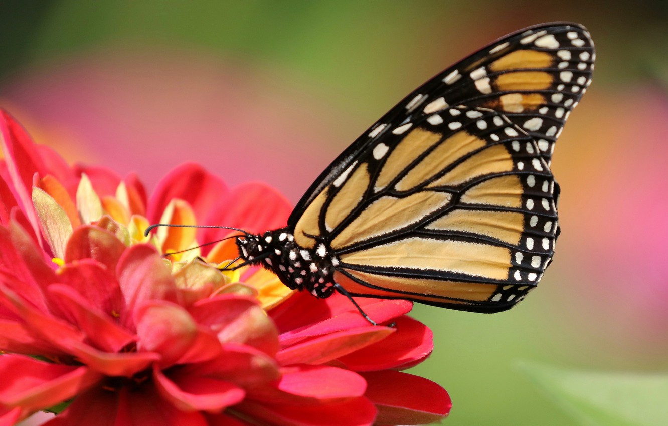 Photo Wallpaper Flower, Macro, Background, Butterfly, - Monarch Butterfly , HD Wallpaper & Backgrounds