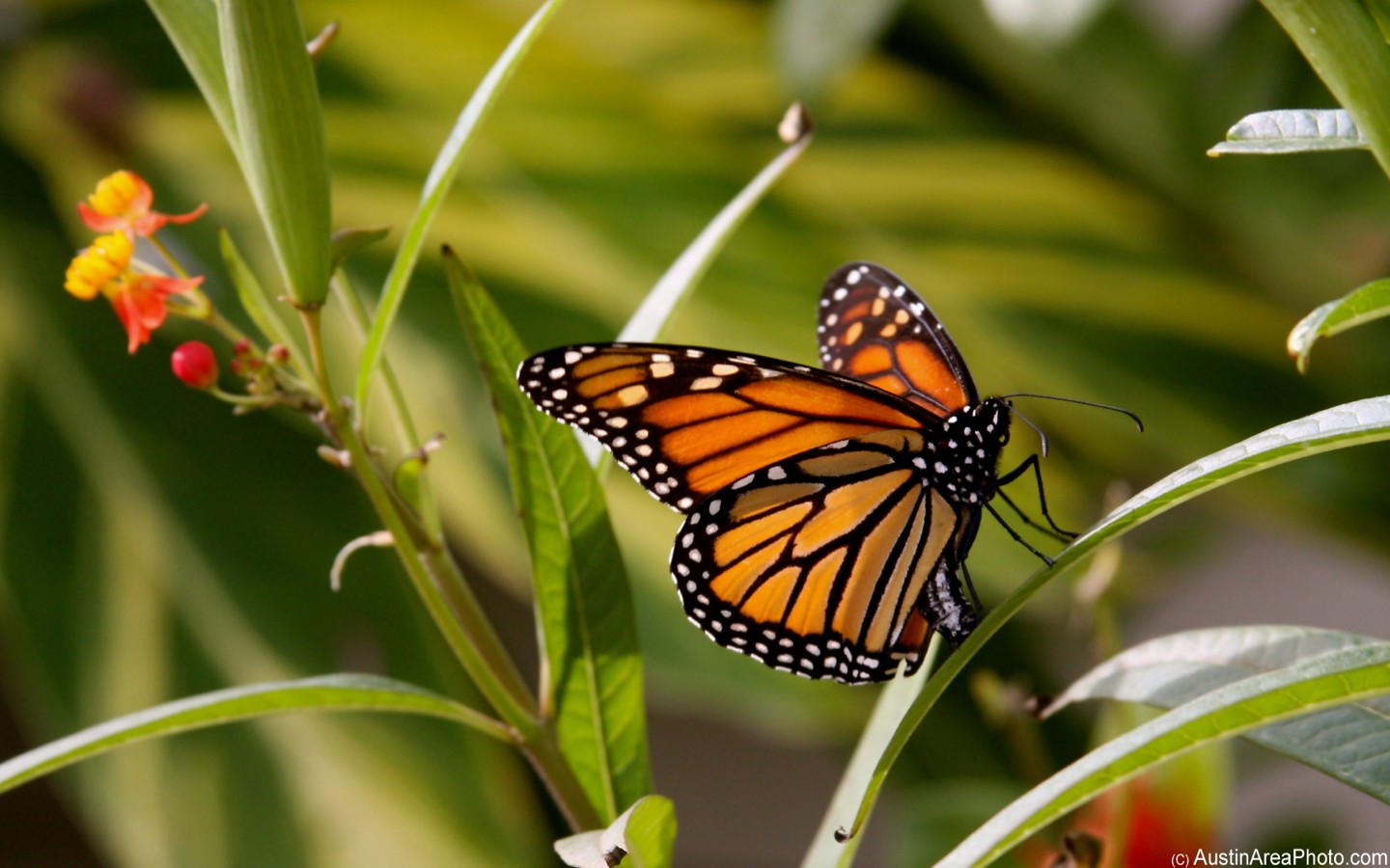 Monarch Butterfly 11 Hd Images Wallpapers - Monarch Butterfly Hd , HD Wallpaper & Backgrounds