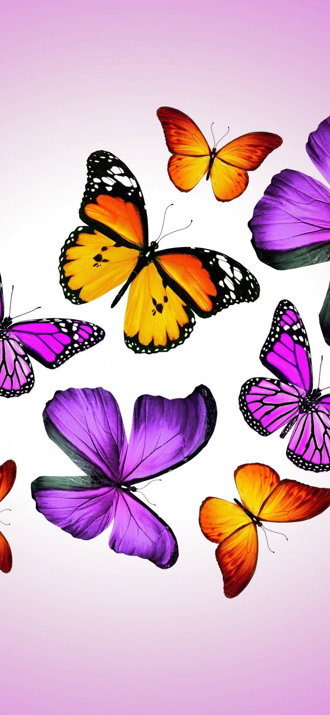 Monarch Butterfly, Invertebrate, Butterfly, Flower, - Renkli Kelebek Duvar Kağıtları , HD Wallpaper & Backgrounds