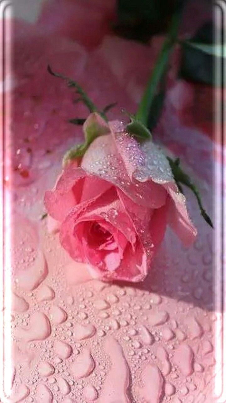 Pretty Roses Wallpaper - Rose Raindrop , HD Wallpaper & Backgrounds