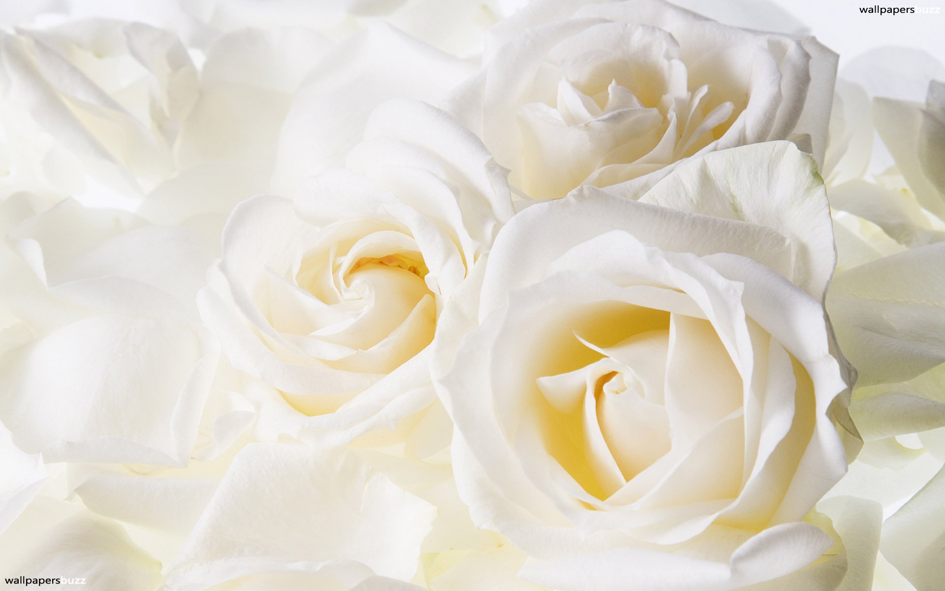 Beautiful White Wallpaper - Beautiful White Rose Walpaper , HD Wallpaper & Backgrounds