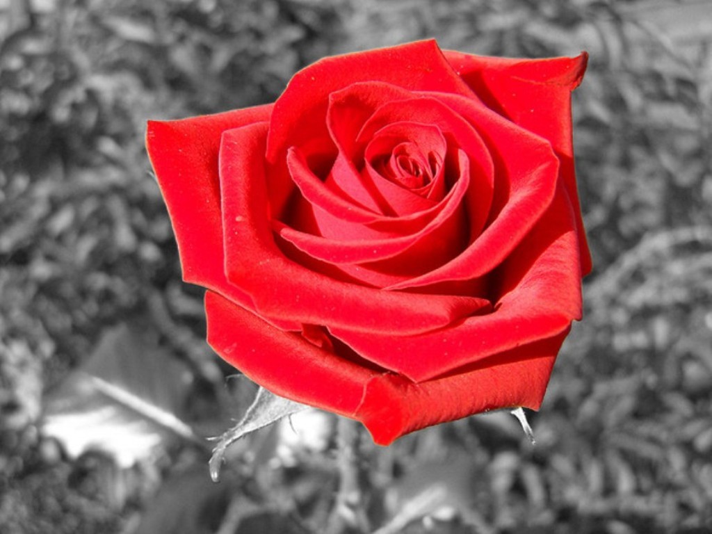 Pretty Rose Red Nature Flower Wallpapers For Iphone - Garden Roses , HD Wallpaper & Backgrounds