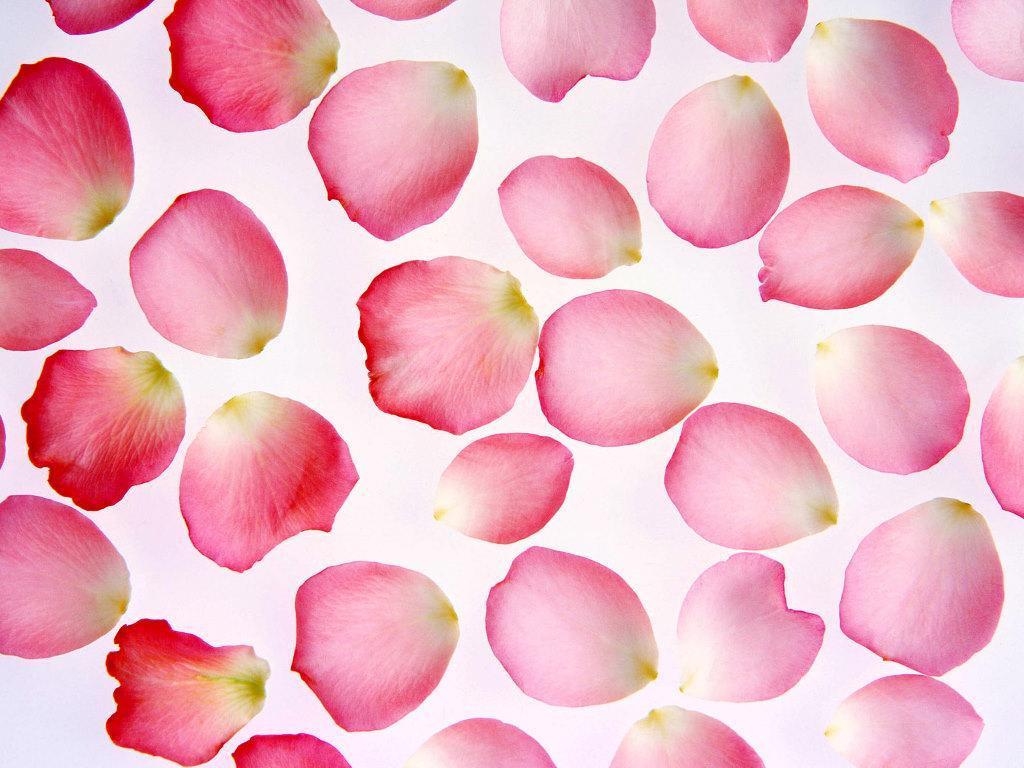 Pretty Rose Petals - Flower Petal , HD Wallpaper & Backgrounds