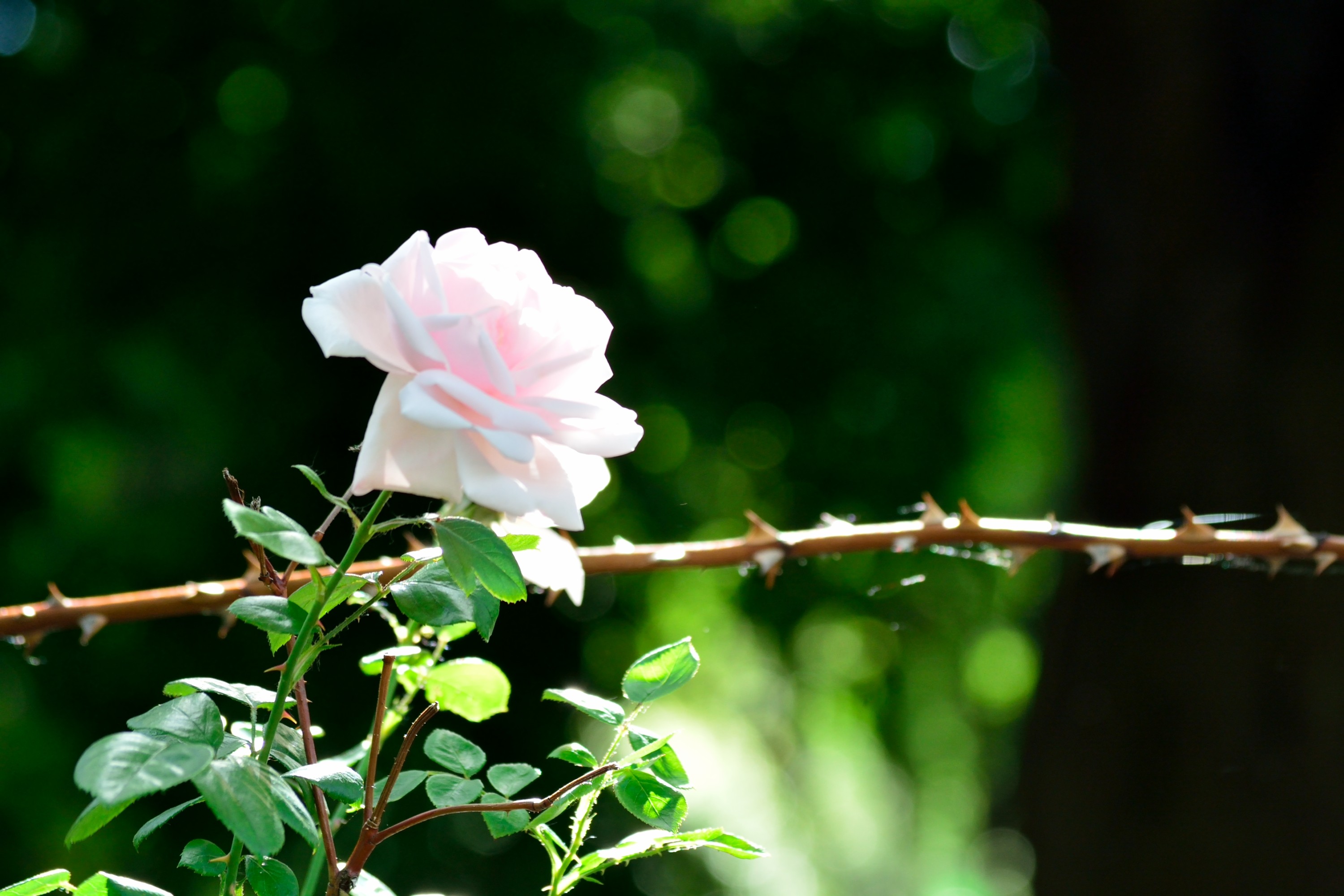 Lonely White Pretty Rose Flower Wallpapers For Ipad - Garden Roses , HD Wallpaper & Backgrounds