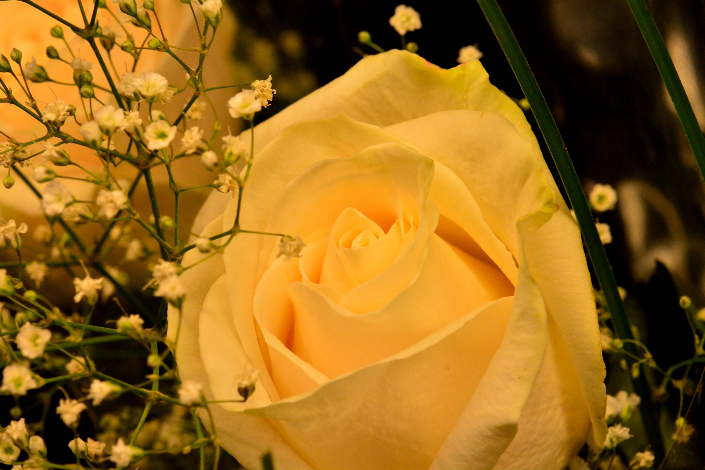 Wonderful White Rose Pretty Roses Flower Wallpapers - Floribunda , HD Wallpaper & Backgrounds