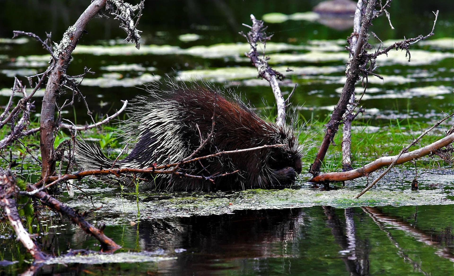 Porcupine Wallpapers Hd Quality - New World Porcupine , HD Wallpaper & Backgrounds