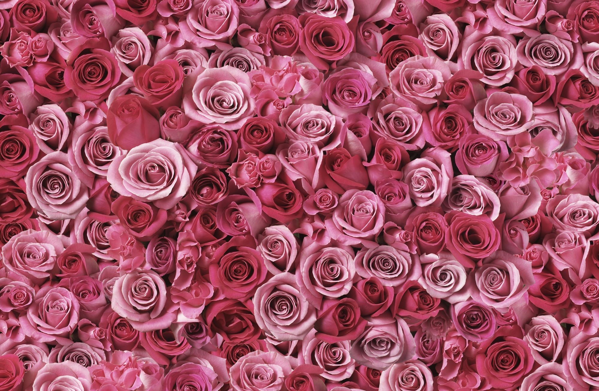 Pink Roses, Amazing, Beautiful, Beauty, Colors, Flower - Pink Roses , HD Wallpaper & Backgrounds