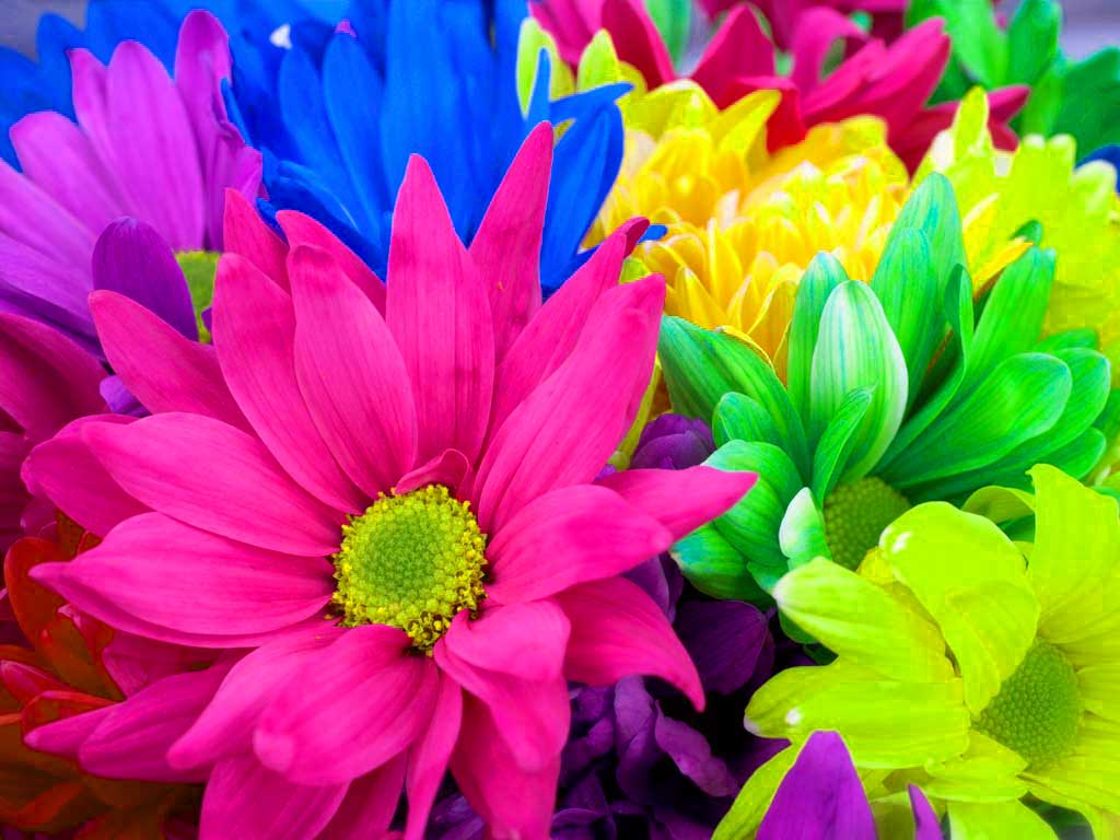 Flowers Wallpapers Colourful Flowers Hd Desktop Background - Different Colors Of Flower , HD Wallpaper & Backgrounds