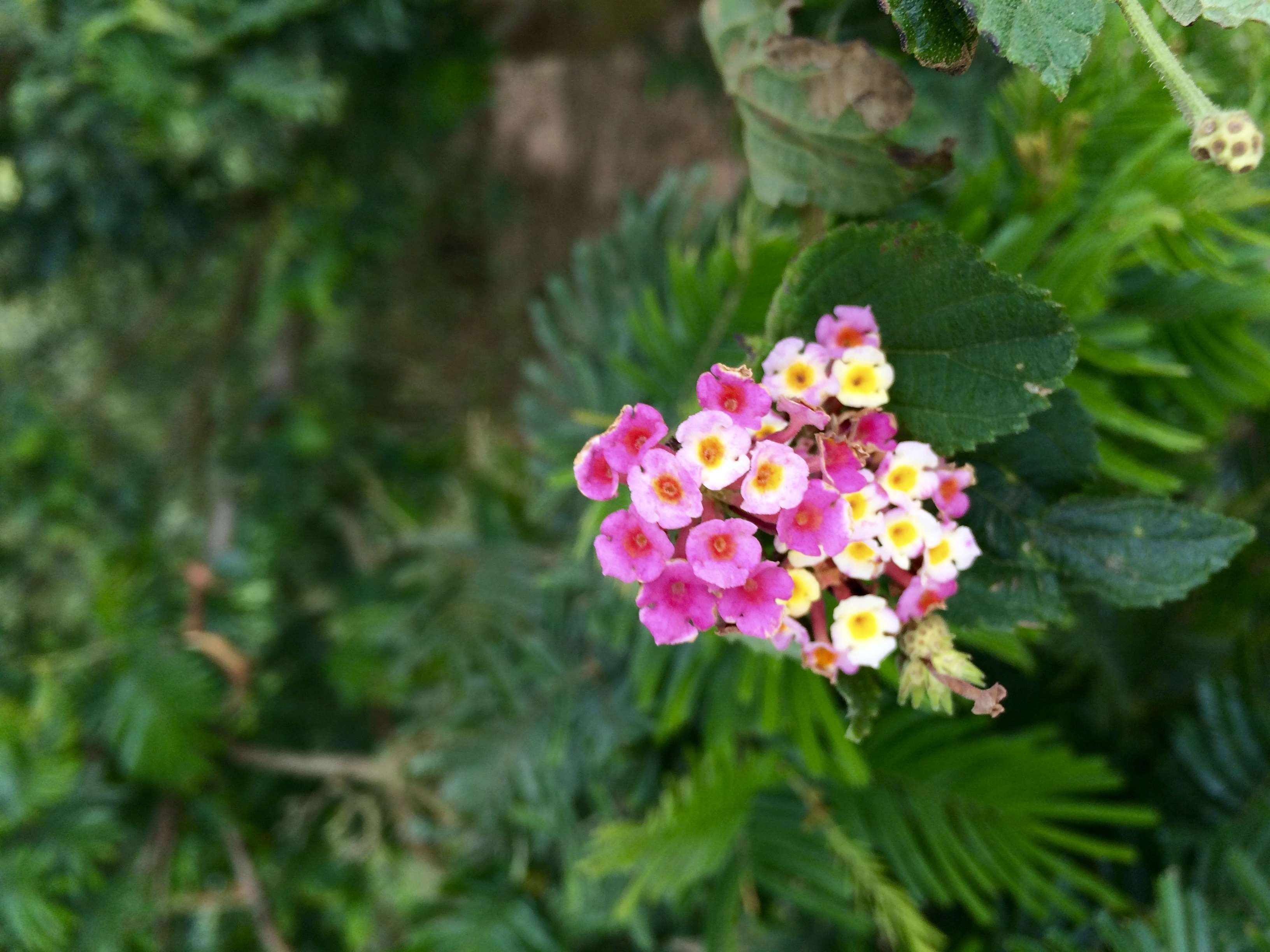 Small Colourful Flowers Wallpaper And Background - Lantana Camara , HD Wallpaper & Backgrounds