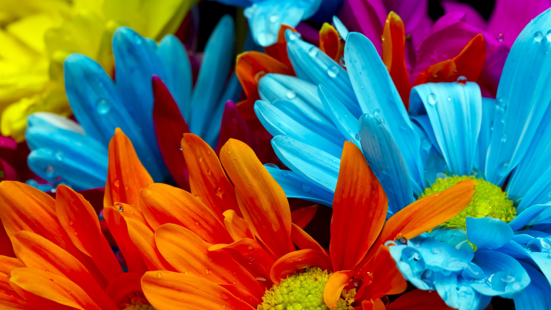 Colourful Gerbera Flowers Wallpaper - Red Orange And Blue Flowers , HD Wallpaper & Backgrounds
