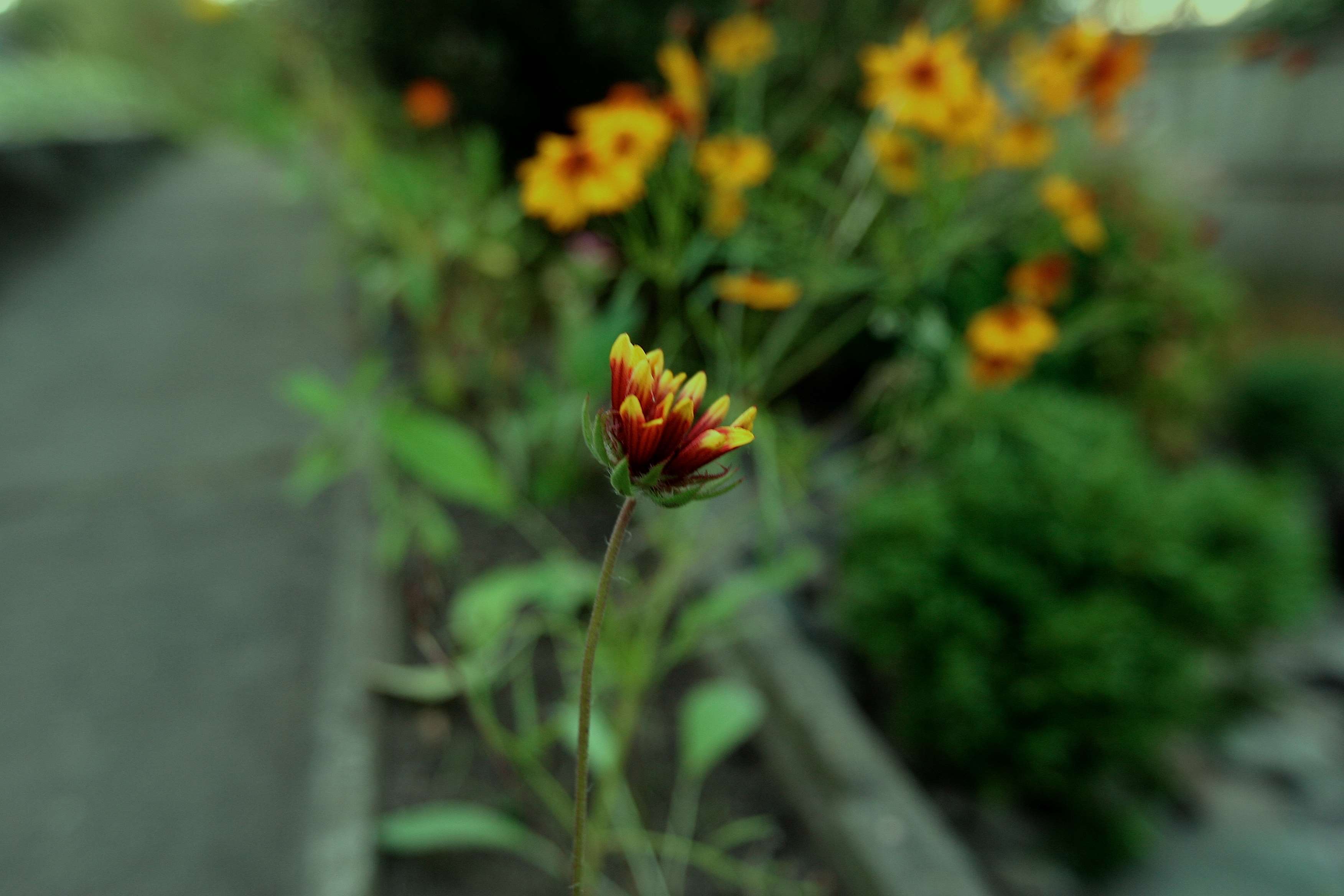 Blurred Background, Colourful, Flower, Flower Bush, - Castilleja , HD Wallpaper & Backgrounds