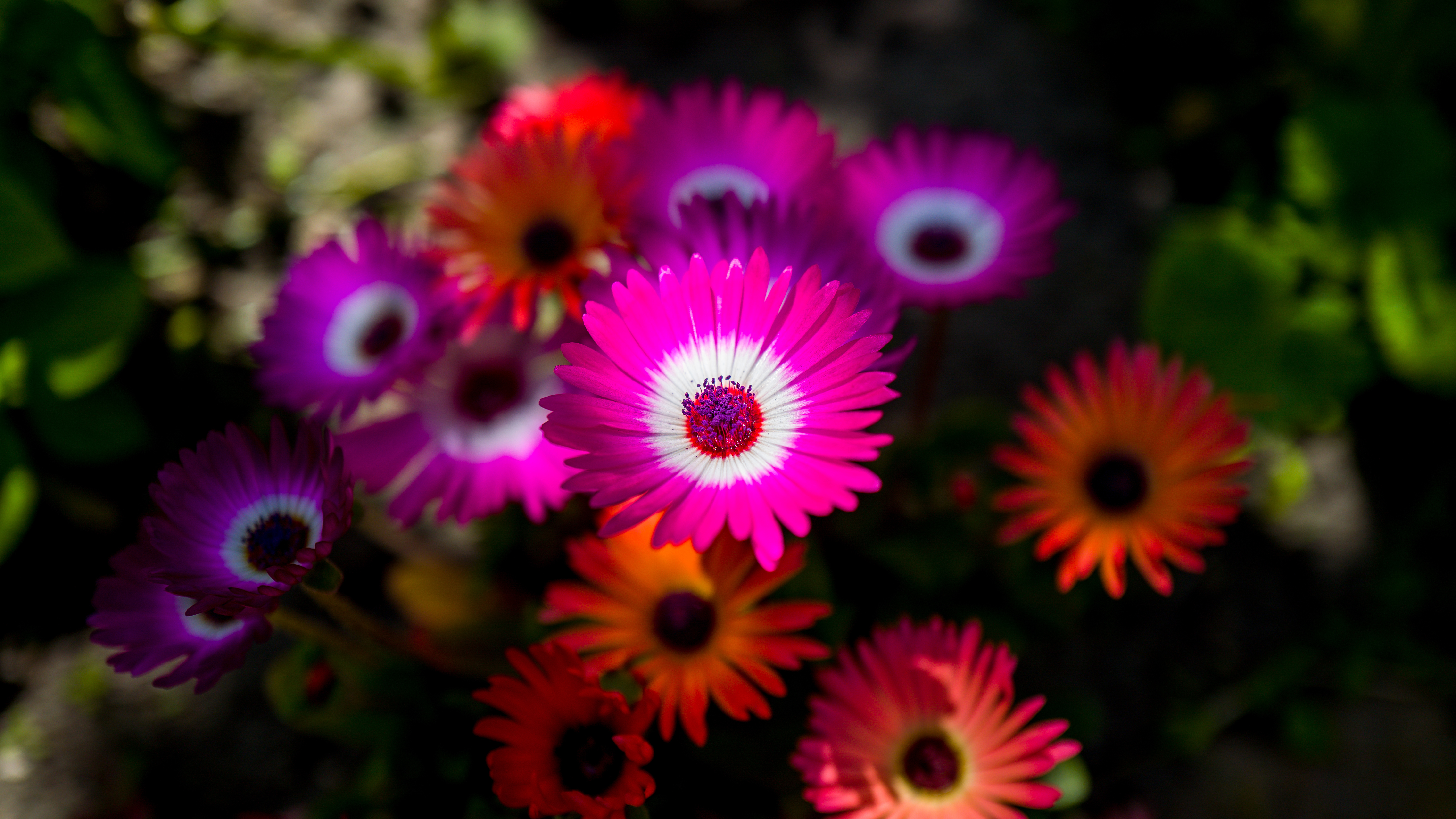 Colourful Flowers Bloom - Flowers Dp 4k , HD Wallpaper & Backgrounds
