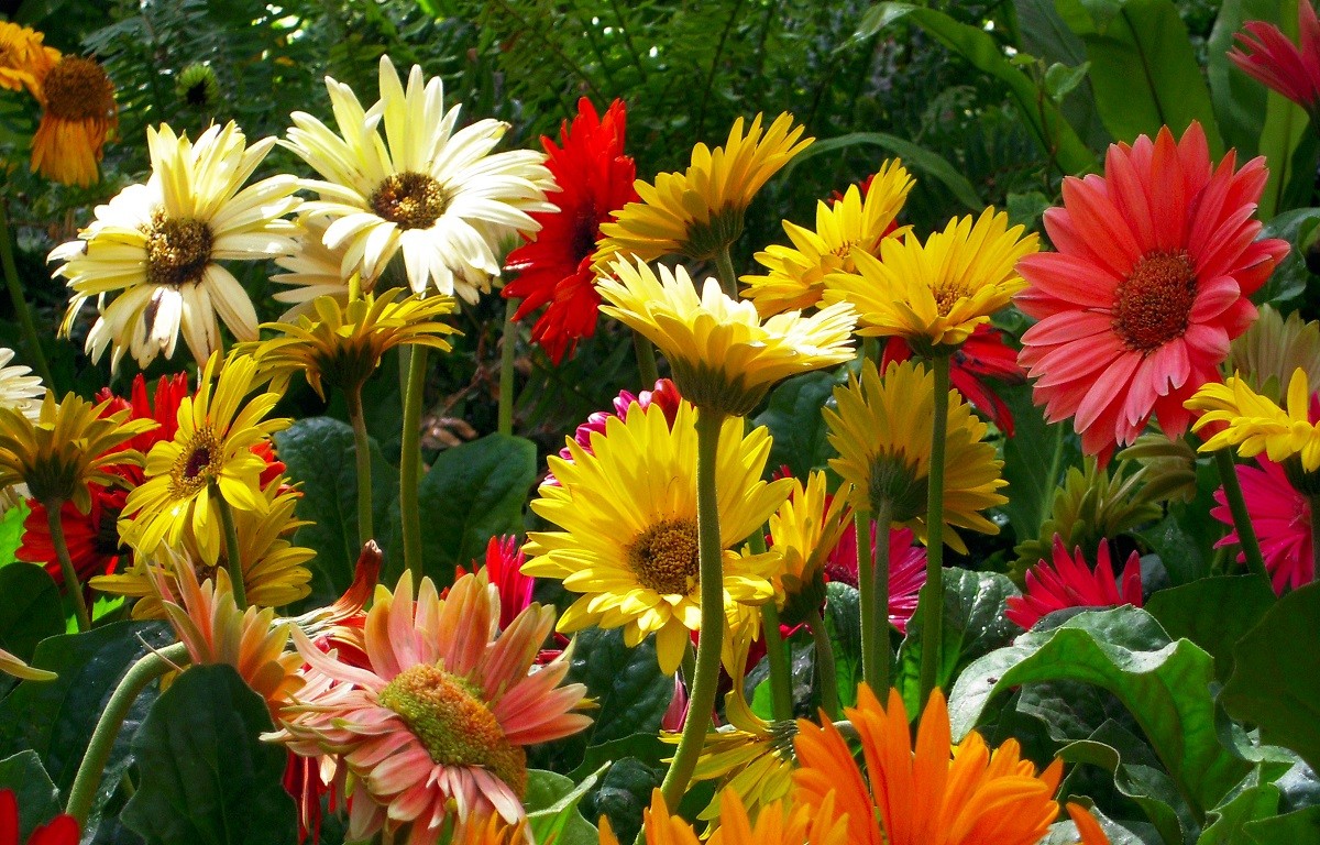 Colourful Colours Flowers Garden Flower Hd Wallpaper - Colourful Flowers In Garden , HD Wallpaper & Backgrounds
