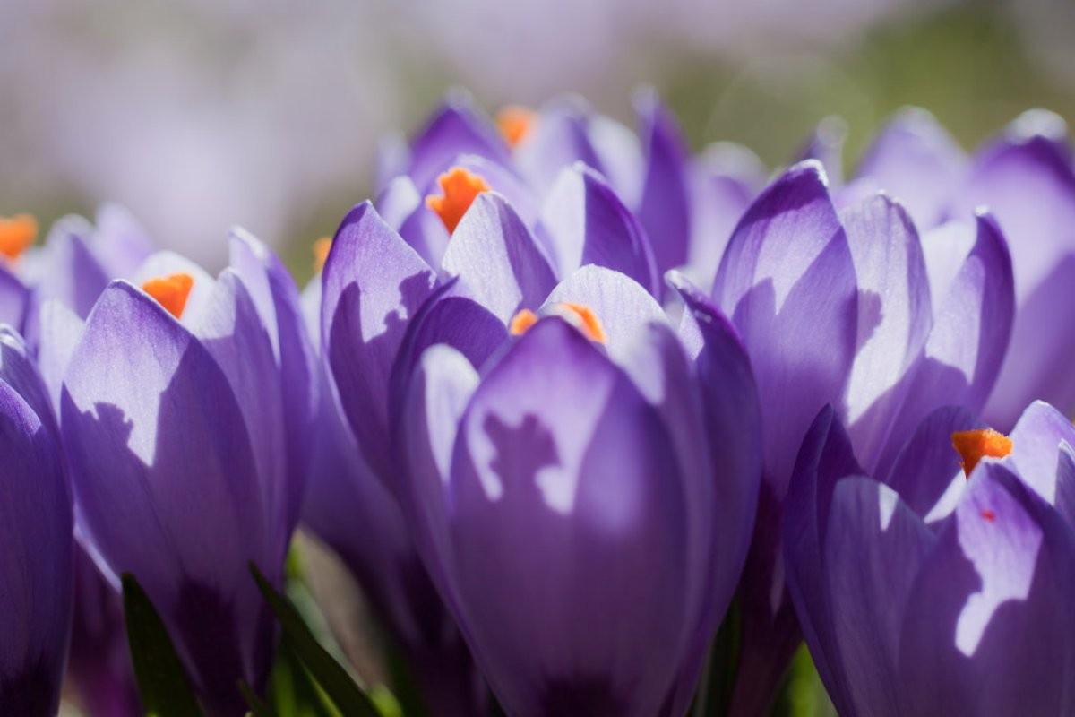 Crocus Nature Soft Purple Colourful Flowers Flower - Spring Crocus , HD Wallpaper & Backgrounds