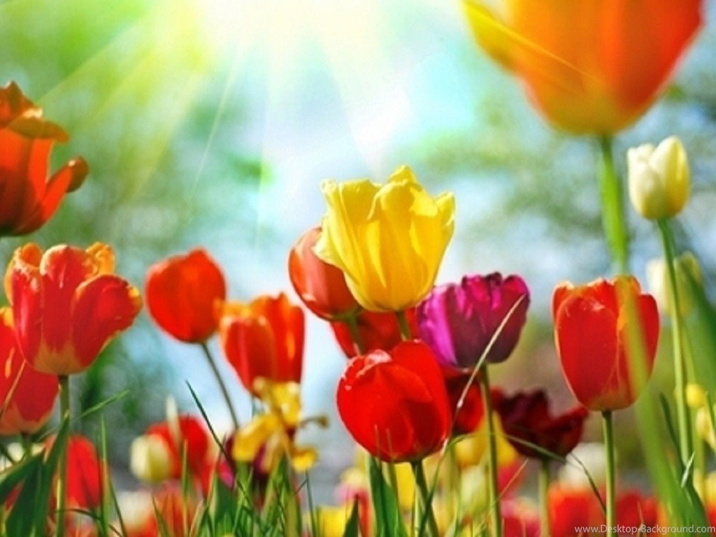 Colourful Tulips Colours Flowers Wallpapers Hd For - Flower Colorful , HD Wallpaper & Backgrounds