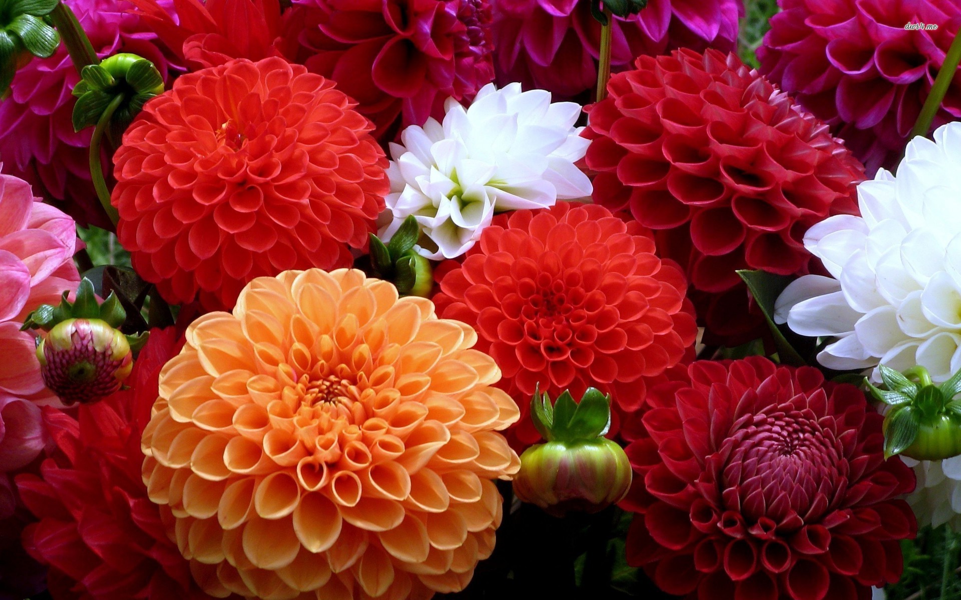 Colorful Dahlias Wallpaper - Dahlia Flowers Images Hd , HD Wallpaper & Backgrounds