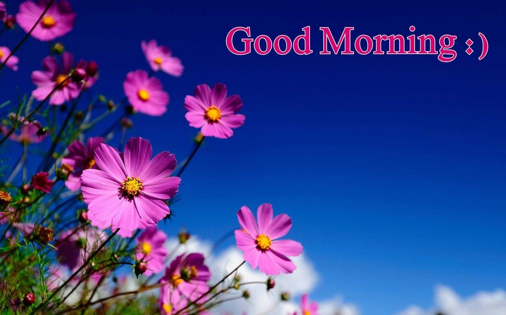 Good Morning Hindi Photo - Flowers Pictures Good Morning Hd , HD Wallpaper & Backgrounds