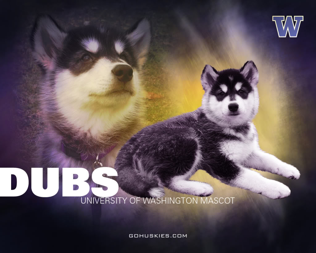 University Of Washington Desktop Wallpaper Uw Husky - Washington Huskies Football , HD Wallpaper & Backgrounds