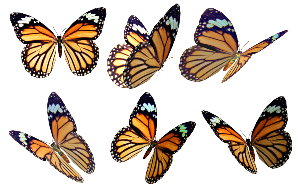 Butterfly Drawing Color Png , HD Wallpaper & Backgrounds