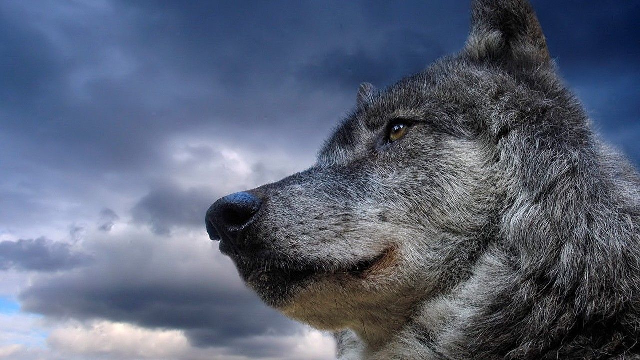 Download - Wolf Strong , HD Wallpaper & Backgrounds