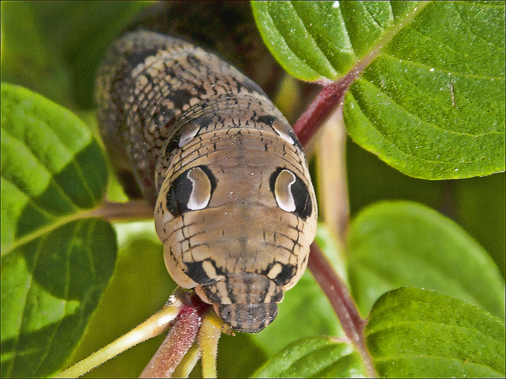 Caterpillar Logo Camo - Worm Looks Like Snake , HD Wallpaper & Backgrounds
