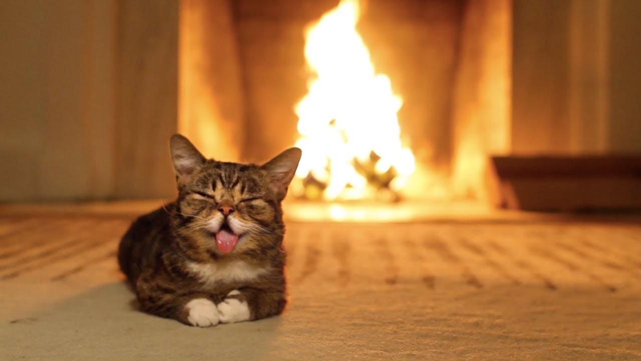 Animals Cats Bubbles Kittens Cute Wallpaper Unique - Lil Bub Gif , HD Wallpaper & Backgrounds