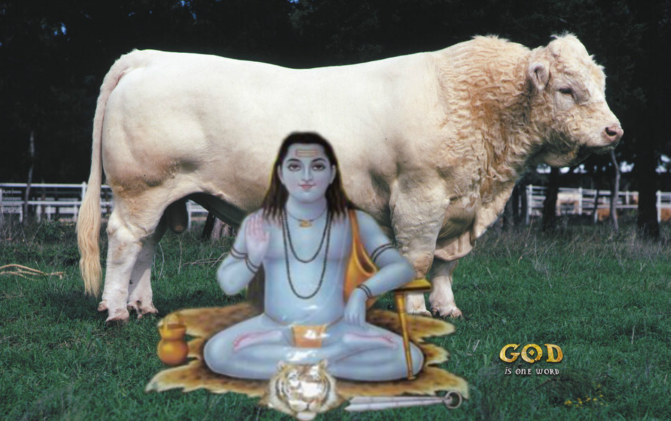 Baba Balak Nath Ji - Charolais Cattle , HD Wallpaper & Backgrounds