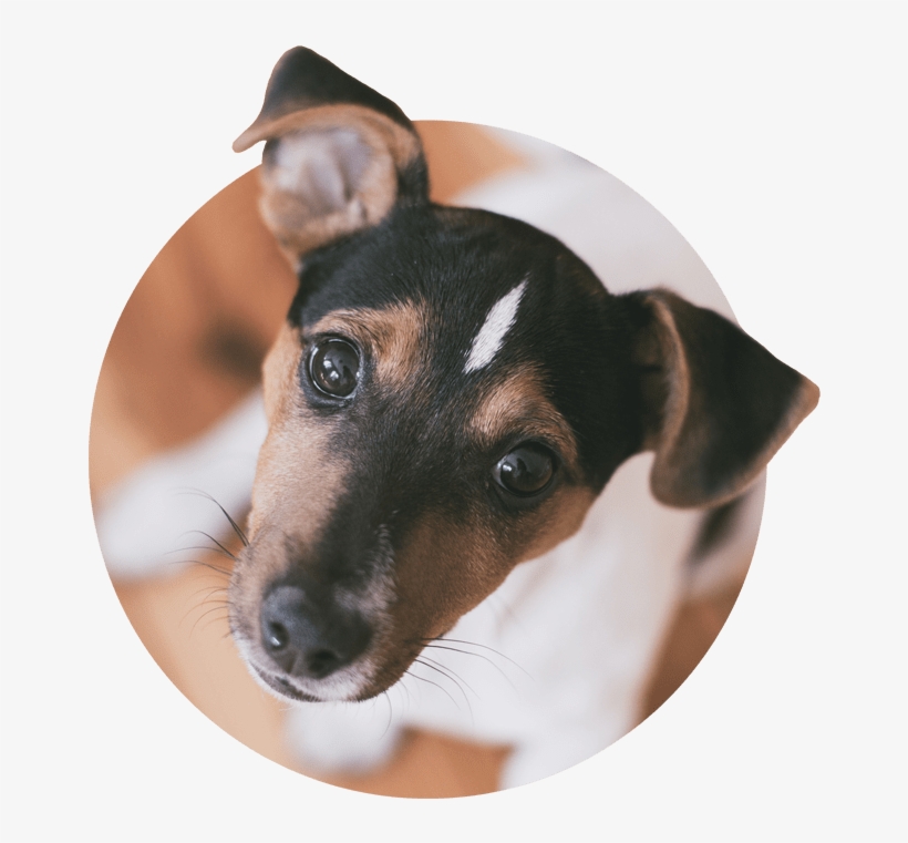 Wallpaper Png & Download Transparent Wallpaper Png - Jack Russell Terrier Iphone , HD Wallpaper & Backgrounds