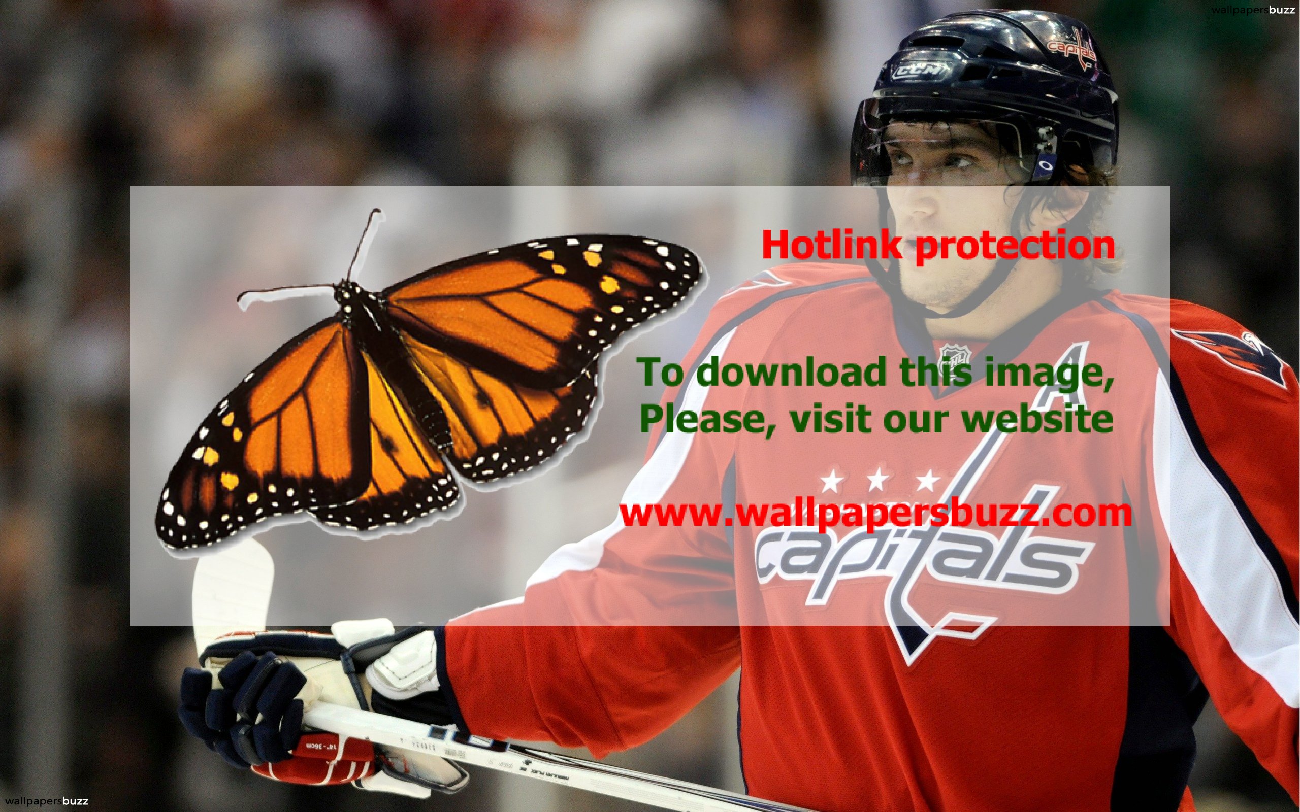 Washington Capitals Hockey Players , HD Wallpaper & Backgrounds